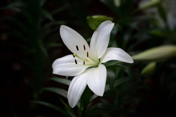 濃い緑色の背景の庭には 香りのある白いユリの花の花束のクローズアップが咲いています — ストック写真
