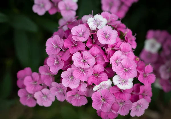 Close Rosa Branco Doce William Dianthus Flores Buquê Jardim Com — Fotografia de Stock