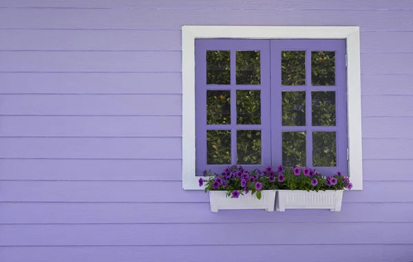 The purple window frame with petunia flowers in white pots on a purple wooden wall. Copy space for text backgrounds.