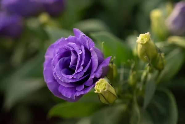 Close Van Violette Lisianthus Bloemen Rozenbloemen Bloeien Ochtend Zacht Licht — Stockfoto