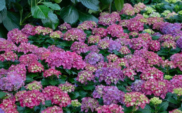 Цветочный Фон Ярких Цветов Hydrangea Поле Естественным Мягким Светом Саду — стоковое фото