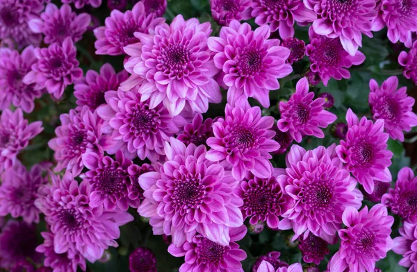 의정원에서 분홍빛 꽃들의 꽃무늬 — 스톡 사진