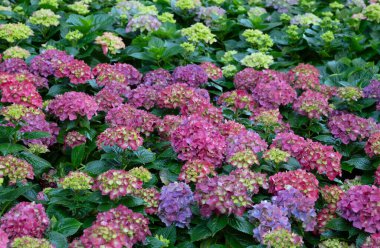 Renkli ortanca çiçeklerinin çiçek arkaplanı. Bahçesinde doğal yumuşak ışık var.. 