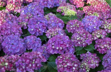 Renkli ortanca çiçeklerinin çiçek arkaplanı. Bahçesinde doğal yumuşak ışık var.. 