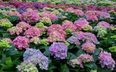 Renkli ortanca çiçeklerinin çiçek arkaplanı. Bahçesinde doğal yumuşak ışık var.. 