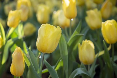 Sarı lalelerin seçici odağı bahçede açan çiçekler su damlası ve yumuşak sabah güneşi.. 
