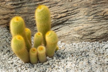 Eriocactus 'un (Parodia) silindirik şekilli kümesinin ve kayalık bahçedeki süs bitkisinin sarı sivri dikenlerinin yakın çekimi. 