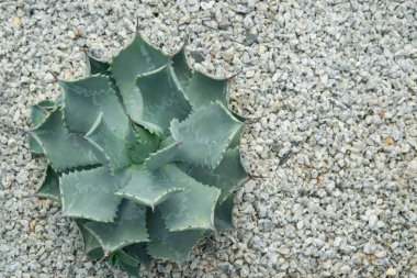 Yeşil agave, iri gövdeli ve kısa boylu sulu bir bitki. Yaprakların ucu ve marjinal kısmı keskin dikenlere sahiptir. Metin için kopyalama alanı olan küçük beyaz çakıl taşı arka planına eklendi. (Cüce kelebek agave)