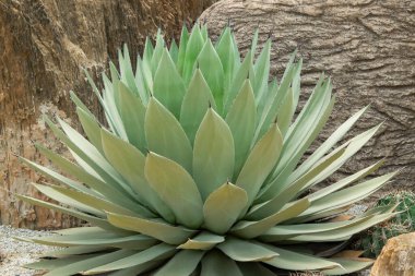 Agave Parryi 'nin (Parry' s Agave) yakın çekimi, sivri ve sivri dikenli mavi-gri veya gri-yeşil yapraklı sulu çöl bitkileri. Kaya bahçesinde süs bitkisi olarak kullanın..