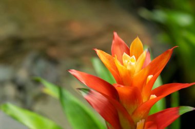 Bahçede çiçek açan turuncu Bromeliad çiçeklerinin yakın plan fotoğrafları. (Bromeliaceae)