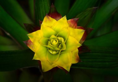 Sarı-kırmızı Bromeliad çiçekli bitkilerin yakın plan resmi. Arka planda koyu yeşil yapraklar üzerinde çiçek açıyor. (Bromeliaceae)