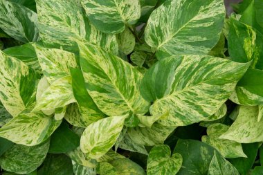 Mable Queen bitkilerinin (Epipremnum aureum) doğal arka planı, kalp şeklinde güzel yeşil, beyaz ve altın yapraklar. Bahçe dekorasyonu için süs bitkisi. 