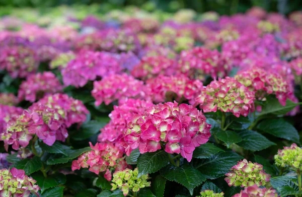 Foco Seletivo Flores Coloridas Hortênsia Com Luz Suave Natural Jardim — Fotografia de Stock