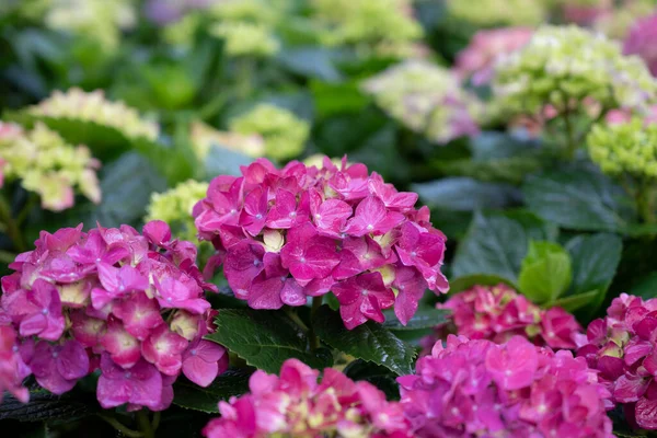 Foco Seletivo Flores Coloridas Hortênsia Com Luz Suave Natural Jardim — Fotografia de Stock