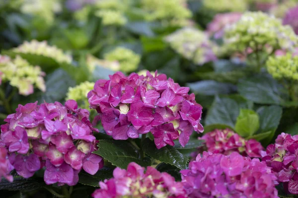 Renkli Ortanca çiçeklerinin seçici odağı. Bahçede doğal yumuşak ışık var.. 