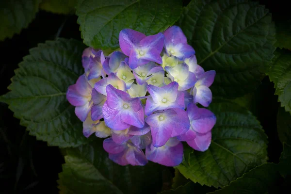 Close Flores Buquê Hortênsia Violeta Folhas Verdes Escuras Fundo Vincado — Fotografia de Stock