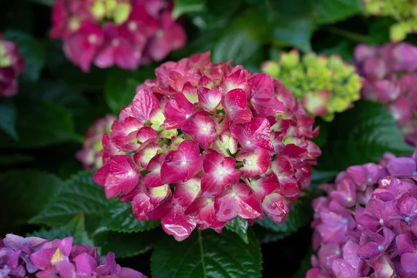 Bahçenin arka planında yeşil yapraklı büyük pembe bir ortanca çiçeğinin yakın plan fotoğrafı.. 