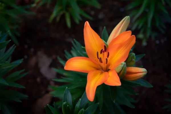濃い背景の庭には鮮やかなオレンジ色のユリの花の花束が咲いています — ストック写真
