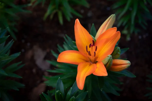 Close Flores Lírio Laranja Vívidas Buquê Está Florescendo Jardim Fundo — Fotografia de Stock