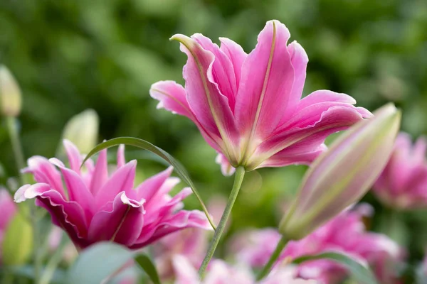 Pembe nilüfer çiçeğinin arka manzarası bahçede yumuşak sabah güneşiyle çiçek açıyor..