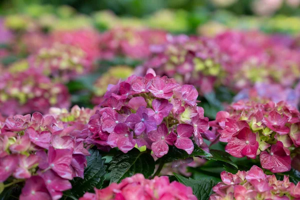 Foco Seletivo Flores Coloridas Hortênsia Com Luz Suave Natural Jardim — Fotografia de Stock