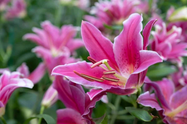 Közelkép Élénk Rózsaszín Liliom Virágok Csokor Aromás Illatú Virágzik Lágy — Stock Fotó