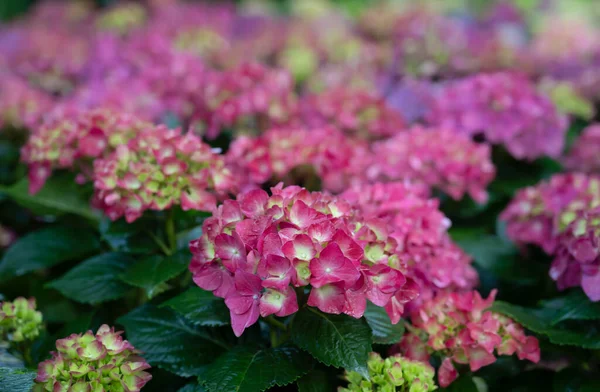 Foco Seletivo Flores Coloridas Hortênsia Com Luz Suave Natural Jardim — Fotografia de Stock