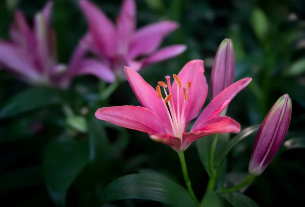 緑の葉の上に庭に咲く紫色のピンクのユリの花のクローズアップ — ストック写真