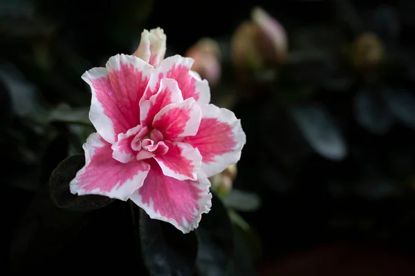 Zbliżenie Różowy Rhododendron Simsii Kwiaty Białą Krawędzią Ogrodzie Ciemnym Tle — Zdjęcie stockowe