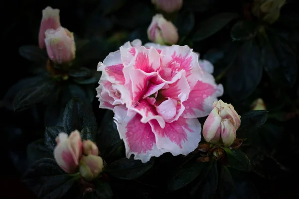 Szczelnie Różowe Kwiaty Rododendron Simsii Białą Krawędzią Ogrodzie Ciemnym Tle — Zdjęcie stockowe