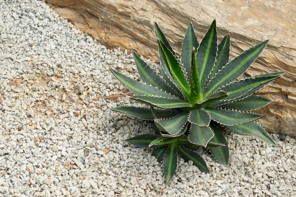 Green agave succulent plant with pointed leaf, striped line, and sharp spines in the rock garden that decorates with pebbles.