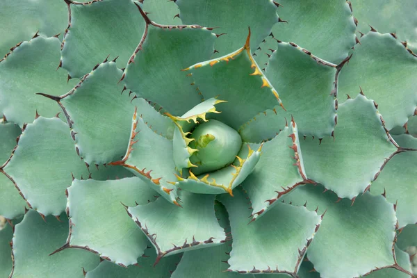 Primo Piano Agave Isthmensis Pianta Succulenta Con Fusto Robusto Corto — Foto Stock