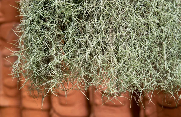 細い茎を持つスペイン語の苔 ティランジア ウソニデス は線状で 湾曲しており 丸くなります 木の手足をぶら下げたり固めたりして庭の装飾として使用する — ストック写真
