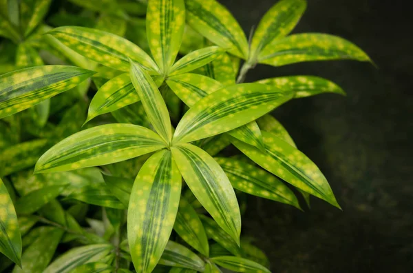Dracaena Surculosaのクローズアップ 緑黄色の葉を持つ竹の植物 真ん中の濃い緑色の縞 および黄色の斑点 庭の装飾として使用します ドラカエナの名所 — ストック写真