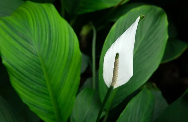 Spathiphyllum Plantes Fleurs Couleur Blanche Fleurissant Dans Jardin Tropical Fond — Photo
