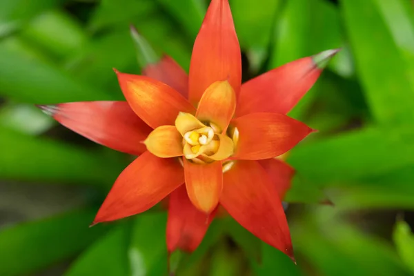 緑の葉の上に庭に咲くオレンジ色のブロメリアドの開花植物のクローズアップ ブロメリア科 — ストック写真