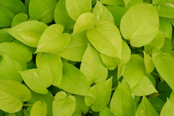 Natuurlijke Achtergrond Van Epipremnum Aureum Planten Prachtige Gouden Neon Kleur — Stockfoto