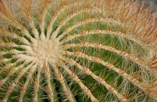 Close Echinocactus Grusonii Cacto Barril Grande Cacto Com Uma Forma — Fotografia de Stock