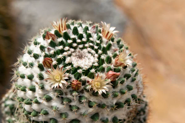 Närbild Mammillaria Kaktus Med Runda Former Vit Ull Och Små — Stockfoto