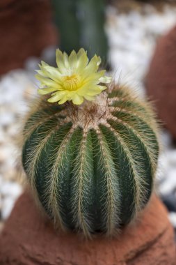 Parodia kaktüsünün (Eriocactus) yakın çekimi, üzerinde güzel sarı çiçekler açan sulu bitkiler. Kaya bahçesi için süs ve çöl bitkileri..