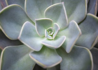 Echeveria 'ya yakın, gri-yeşil yapraklı küçük sulu bir bitki doğal yumuşak ışıkta çiçek açıyor..