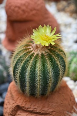 Parodia kaktüsünün (Eriocactus) yakın çekimi, üzerinde güzel sarı çiçeğin açtığı sulu bitkiler. Kaya bahçesi için süs ve çöl bitkileri..