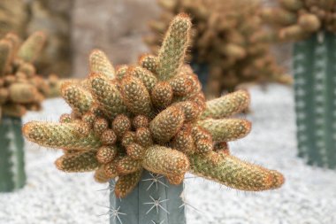 Mammillaria elongata kaktüsü, Ladyfinger kaktüsü. Uzun yeşil saplı sulu bitkiler kümesi, silindirik şekilli, ve kaya bahçesinde kısa kahverengi dikenler..