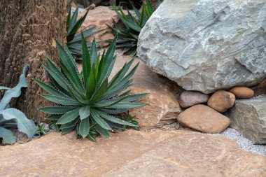 Adid, sulu bitki koyu yeşil yapraklar ve kenarlarında beyaz sivri dikenler. Kaya bahçesindeki süs bitkisi.