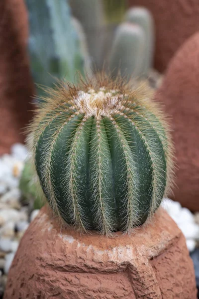 Primo Piano Parodia Cactus Eriocactus Una Pianta Succulenta Con Gambo — Foto Stock