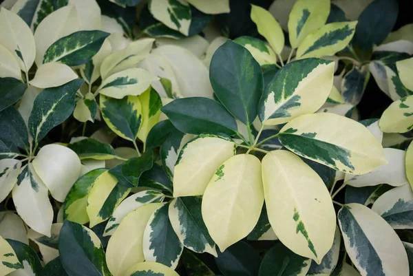 Schefflera Arboricola Variegated 或矮伞的自然背景 叶子呈圆形 像雨伞一样 热带花园里有绿色 白色和黄色 — 图库照片