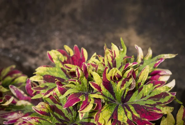 Natuurlijke Achtergrond Van Coleus Planten Painted Nettle Het Kleurrijke Patroon — Stockfoto