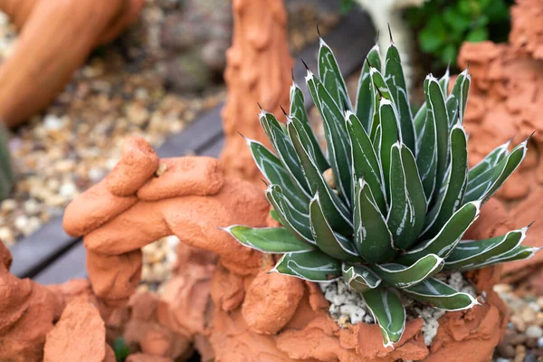 Agave pintilla, small succulent plants on a terracotta potted. Leaves are green with white stripes and sharp spines at the tips.
