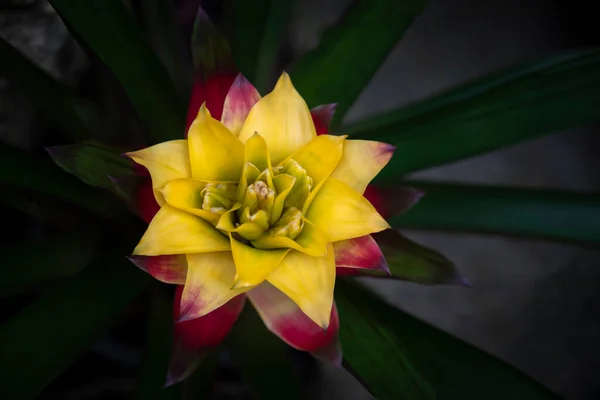 濃い緑色の葉の背景に熱帯の庭に咲く黄色赤のブロマイドの花のクローズアップ ブロメリア科 — ストック写真