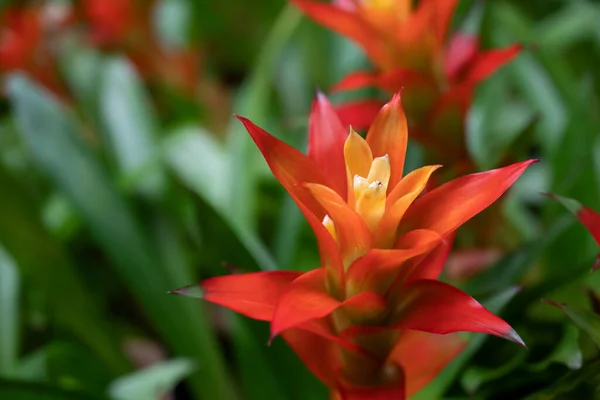 緑の葉の上に熱帯の庭に咲くオレンジ色のブロメリアドの花のクローズアップ ブロメリア科 — ストック写真